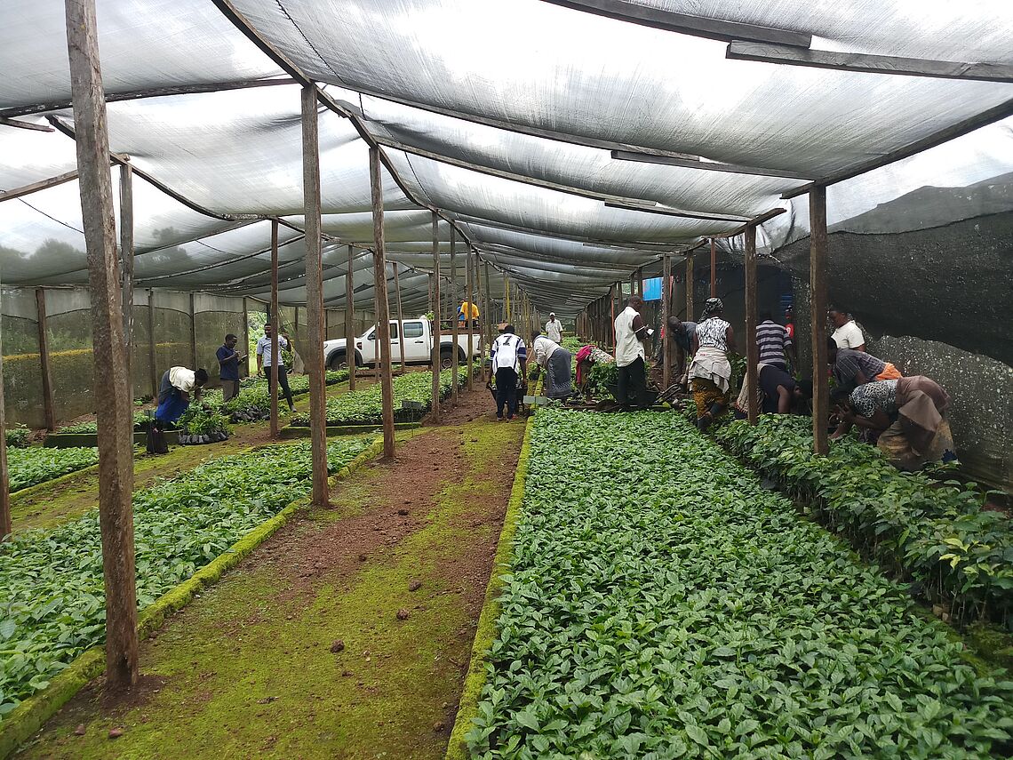 Smallholder farmers collecting coffee seedlings from TaCRI Sub-stations for farm renovation and rehabilitation