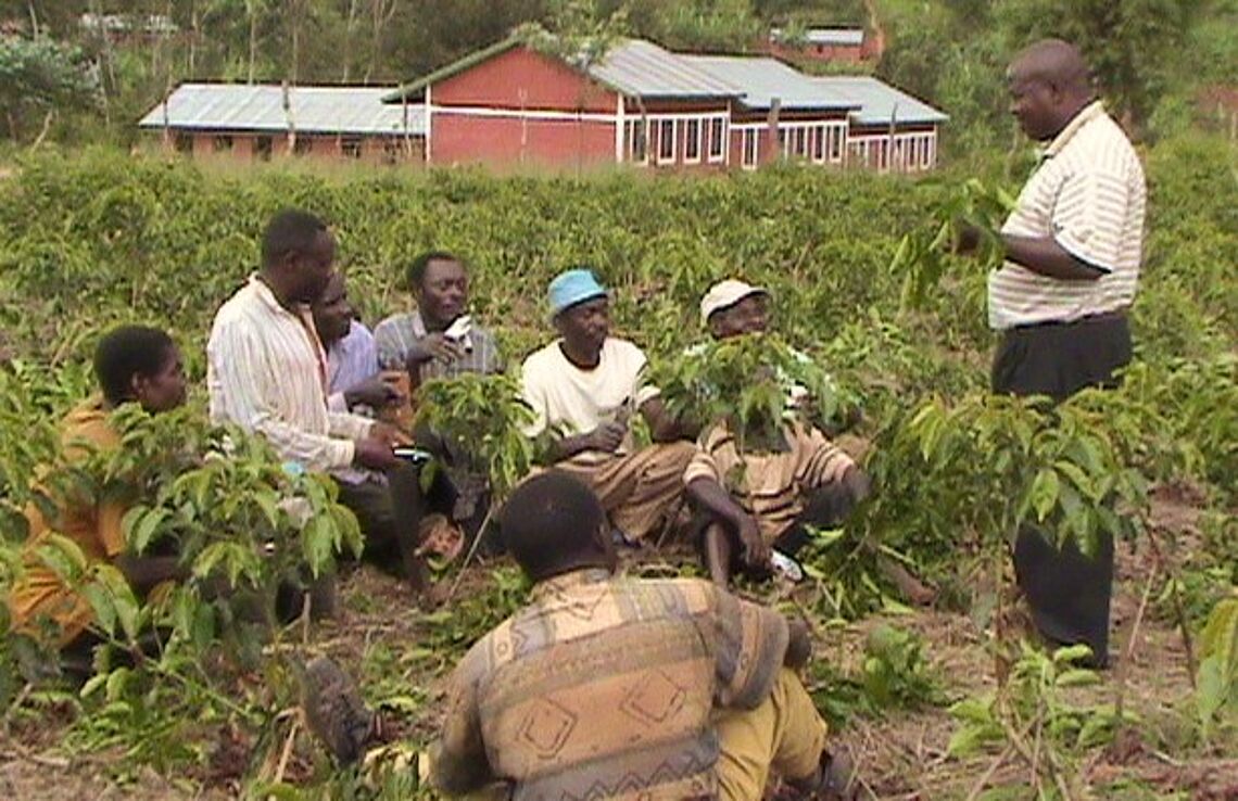 Training of farmers on harvesting of shoots in Kigoma district