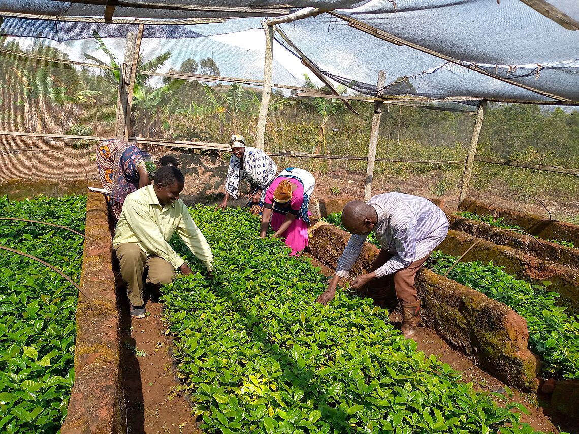 Supporting tertiary/farmers owned coffee nurseries at Buhigwe district